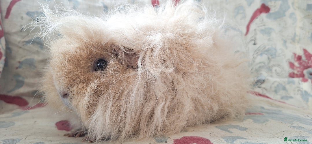Guinea Pig rodents for sale: BABY GUINEA PIGS AVAILABLE HEREFORDSHIRE  - Image 3