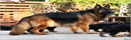 German Shepherd dogs for sale: KC LONGHAIRED SHOW LINES GERMAN SHEPHERD FEMALE - Advert 5