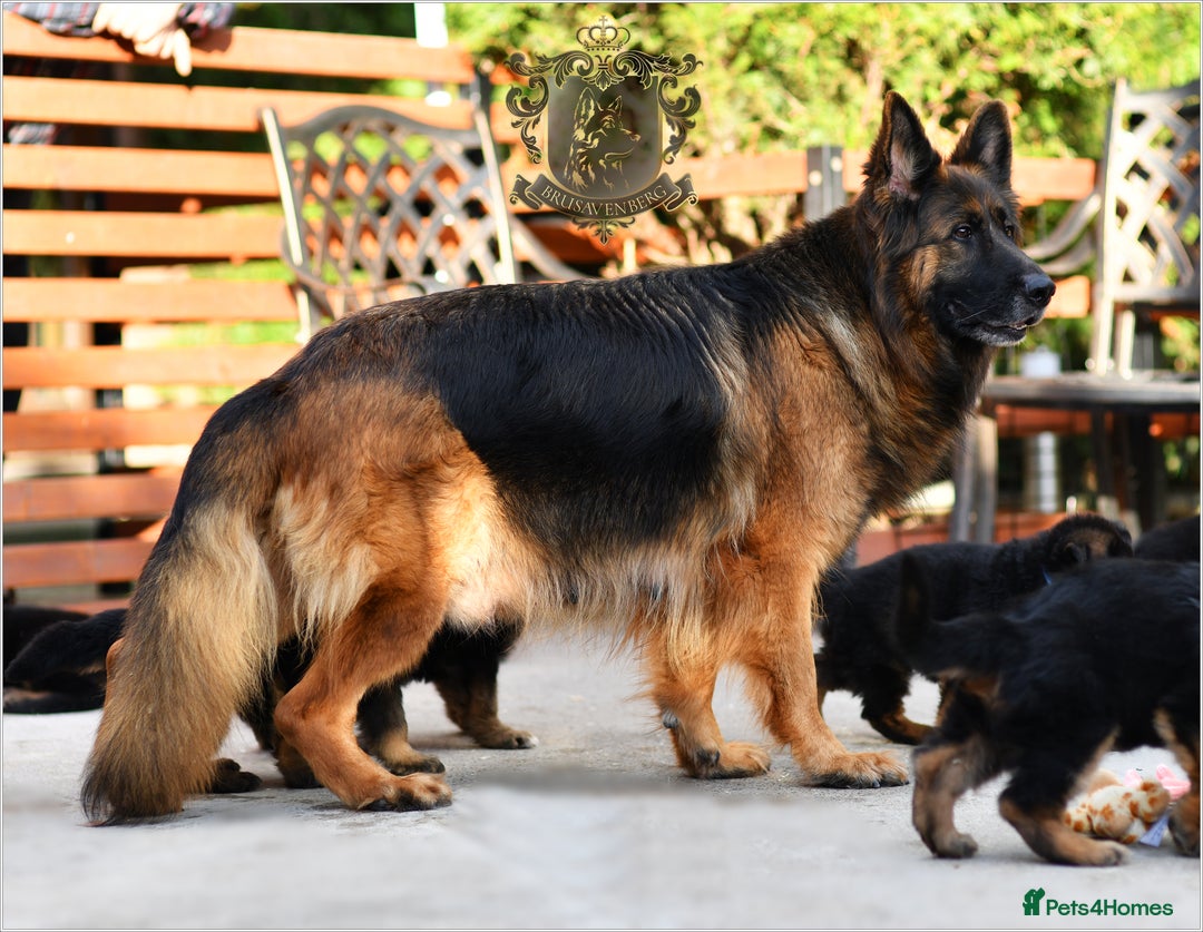 German Shepherd dogs for sale: KC LONGHAIRED SHOW LINES GERMAN SHEPHERD FEMALE - Advert 5