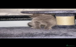 British Shorthair cats for sale: Beautiful Blue British Shorthair Kittens - Image 17