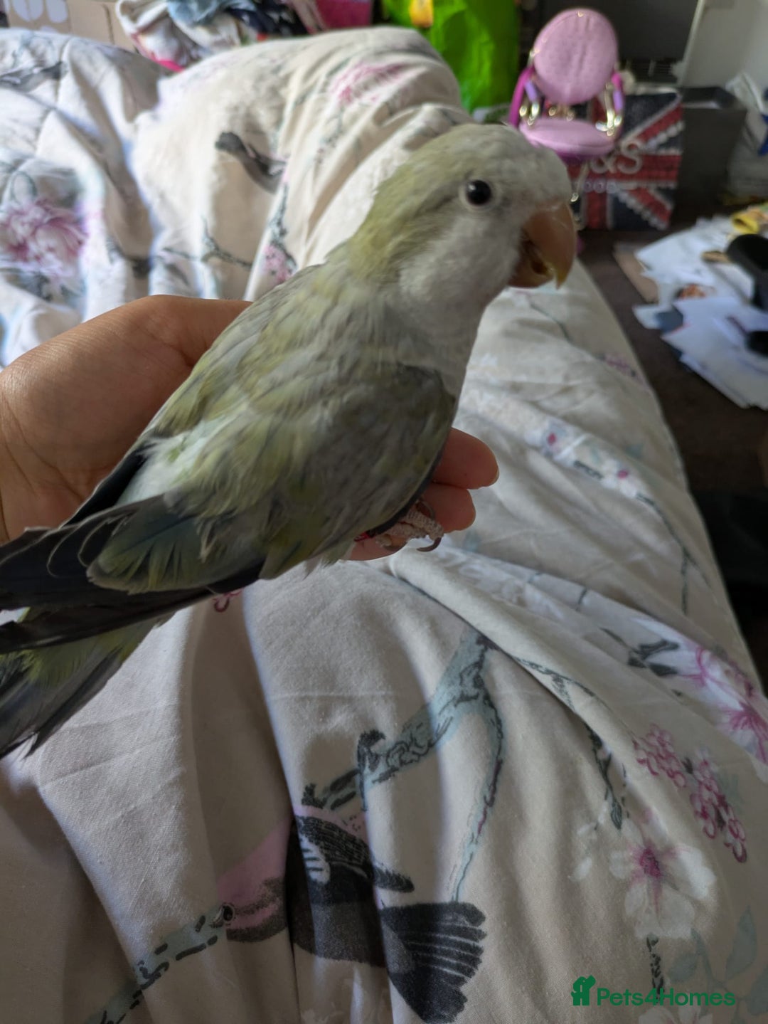 Parakeets birds for sale: Cute Quaker parrots hand reared male and female - Image 30