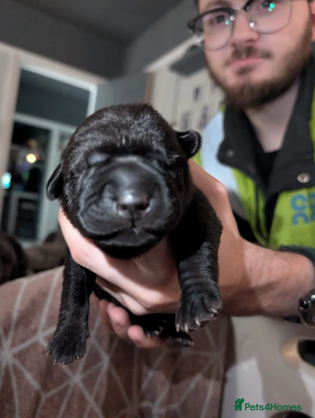Mixed Breed dogs for sale: Litter of gorgeous Shar Pei cross puppies - Advert 11