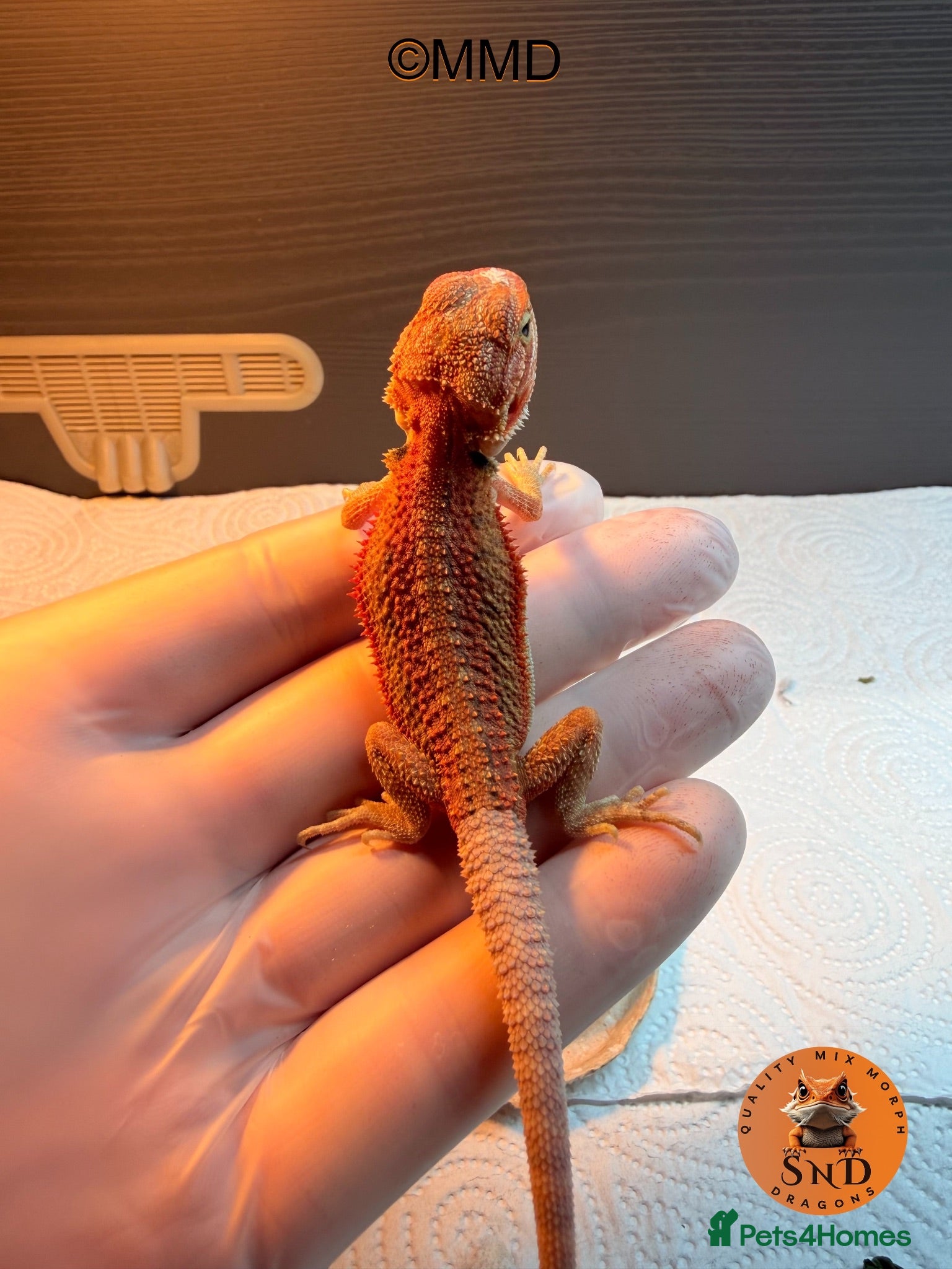 Bearded Dragon reptiles G stripe Baby Bearded Dragons available - Advert 2