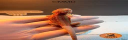 Bearded Dragon reptiles for sale: G stripe Baby Bearded Dragons available - Advert 2