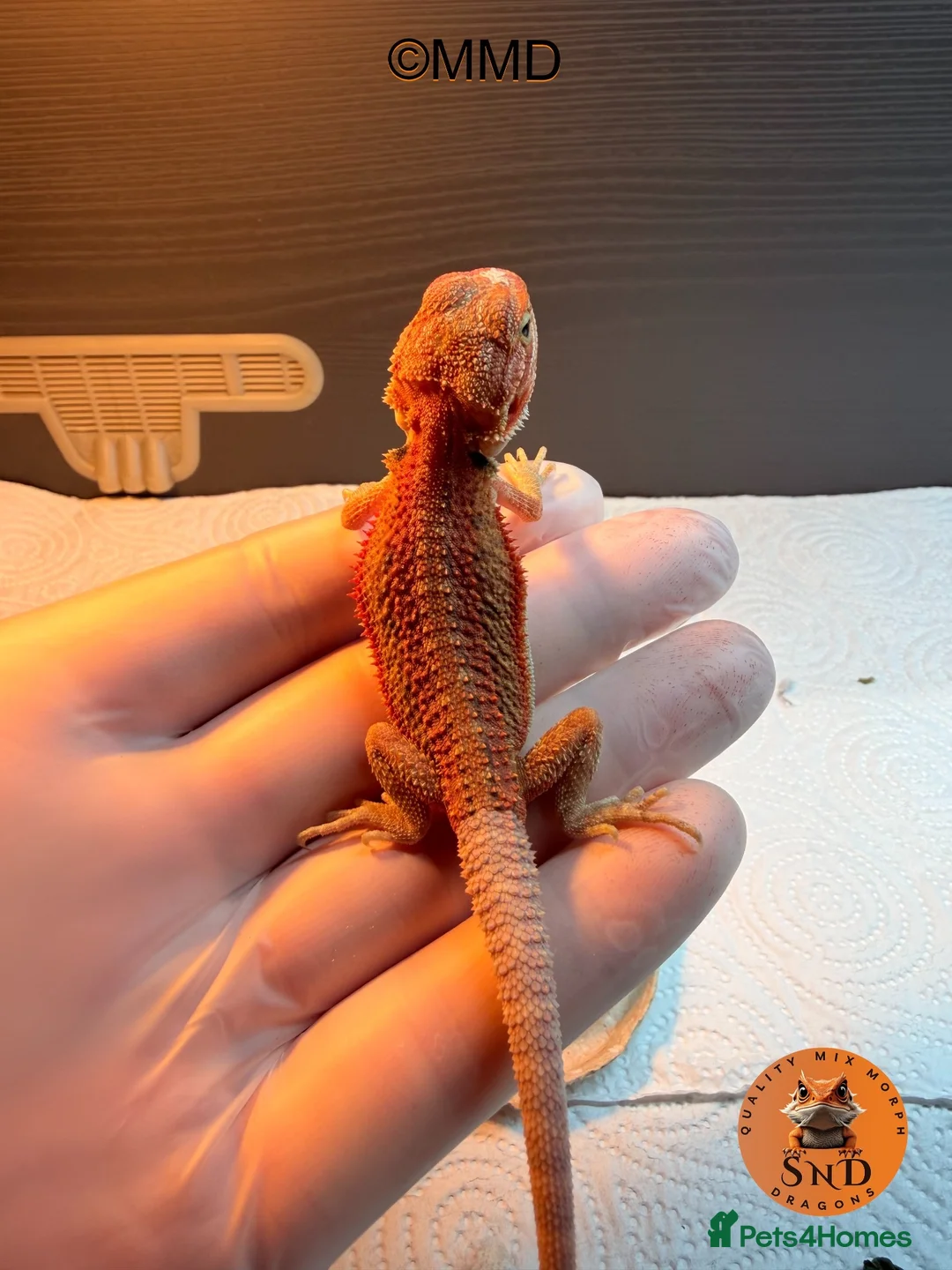 Bearded Dragon reptiles for sale: G stripe Baby Bearded Dragons available - Advert 2