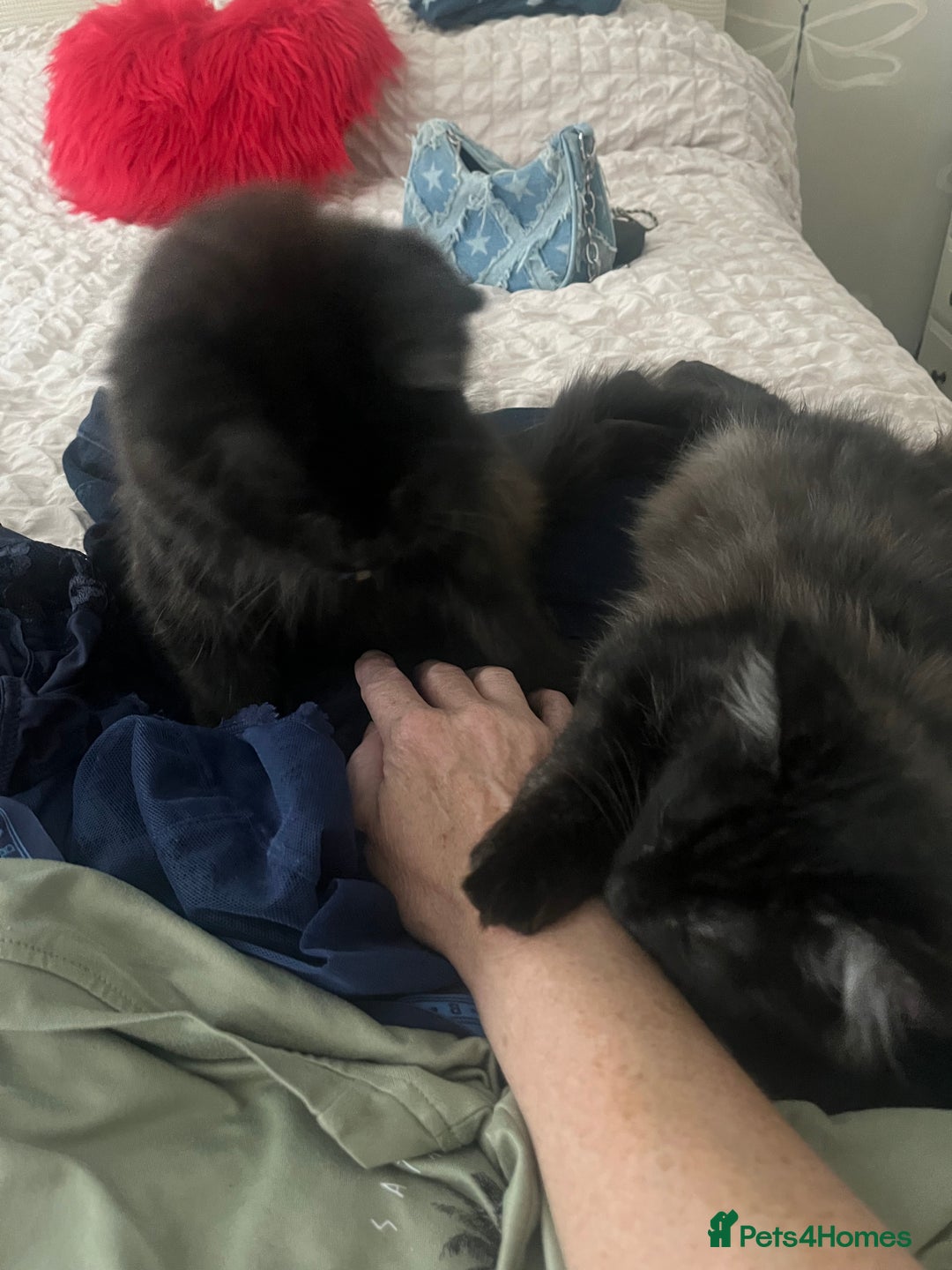 Mixed Breed cats for sale: 2 Black Fluffy Kittens (15wk old brothers) - Image 19