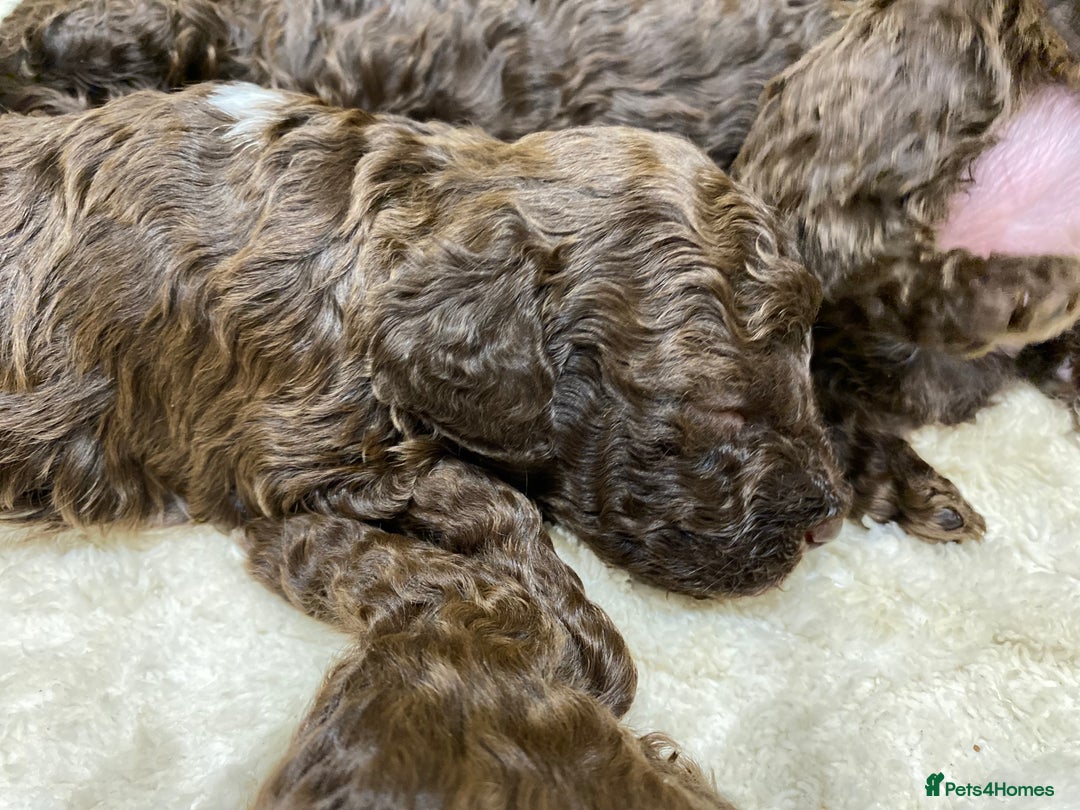 Lagotto Romagnolo dogs for sale: Lagotto Romagnolo puppies  - Advert 5