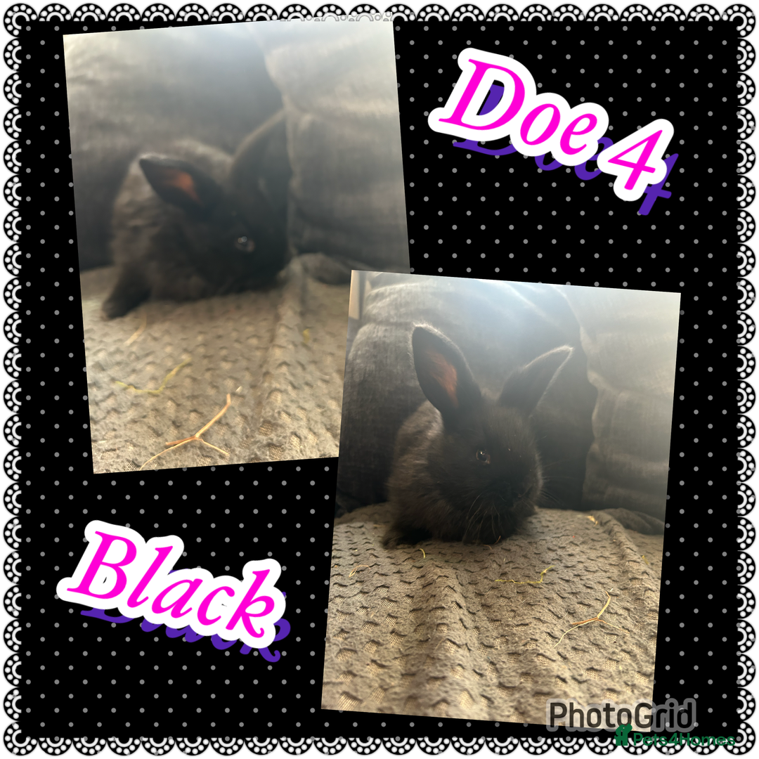 Continental Giant rabbits for sale: Baby continental giant to reserve  - Advert 6