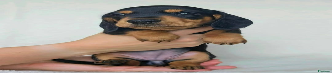 Miniature Dachshund Puppy 4