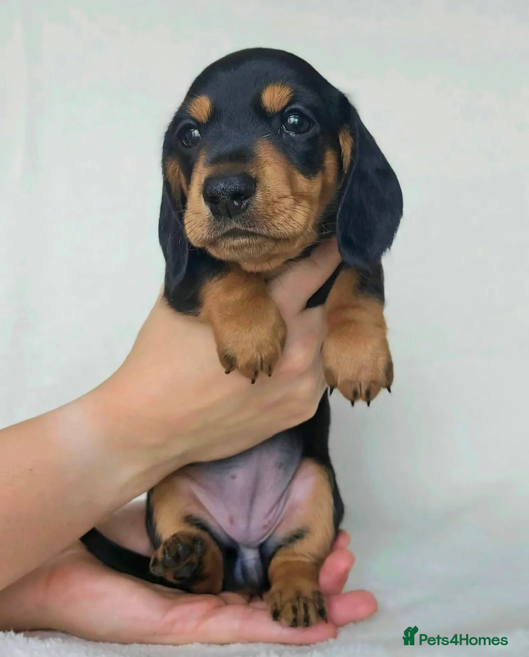 Miniature Dachshund dogs for sale: Active miniature Dachshund puppies. - Image 4