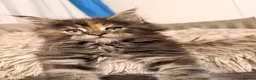 Maine Coon cats for sale: Pure breed Maine coon kittens for sale - Advert 13