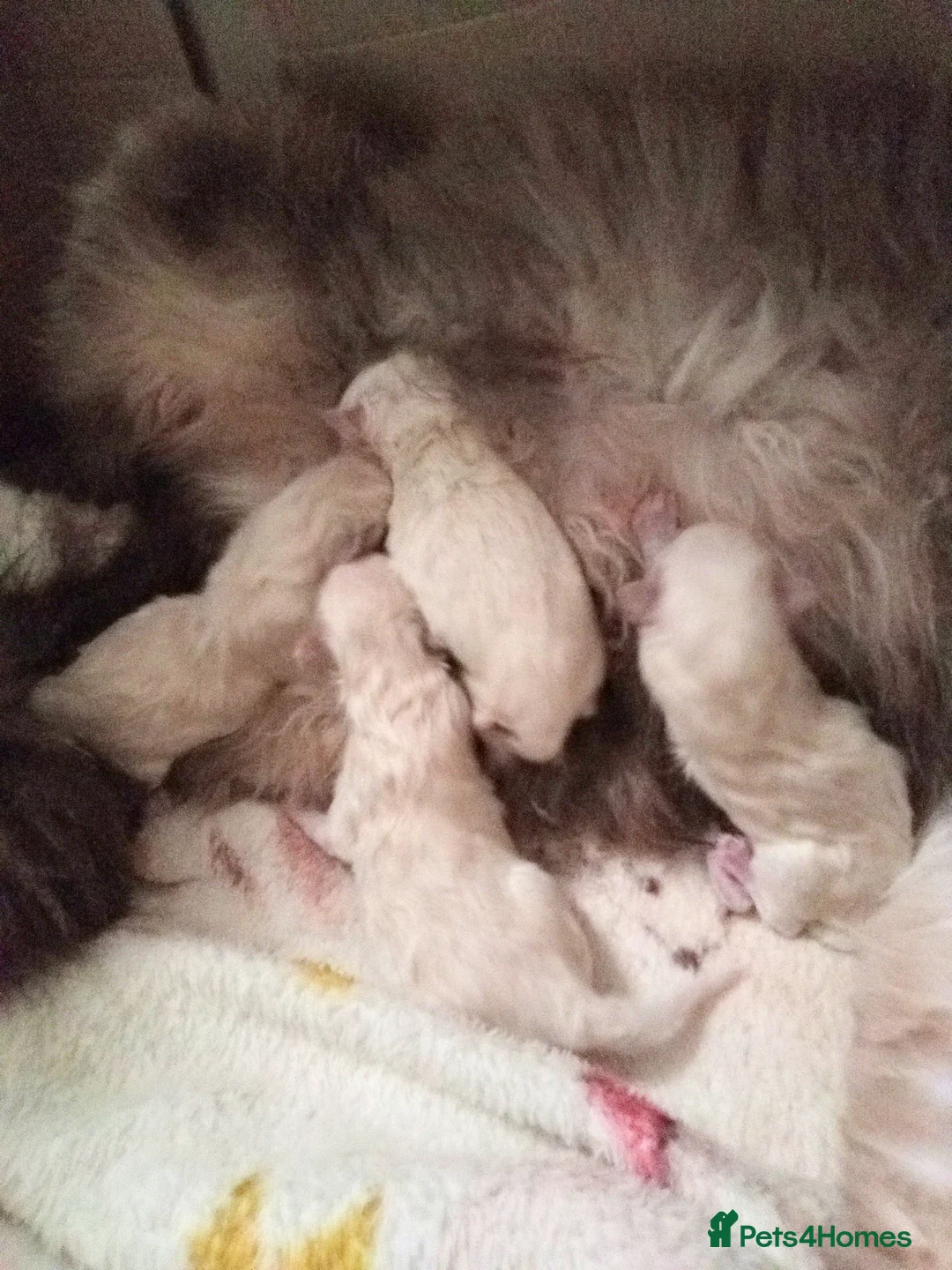 Ragdoll cats for sale: 😸😸😸Pure Ragdoll kittens 😸😸😸 - Advert 2