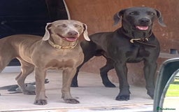 Weimaraner dogs for sale: BEAUTIFUL KC WEIM PUPS 2ND/FINAL LITTER  - Image 5