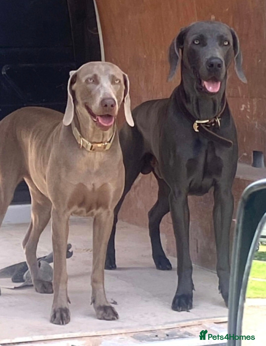 Weimaraner dogs for sale: BEAUTIFUL KC WEIM PUPS 2ND/FINAL LITTER  - Image 5