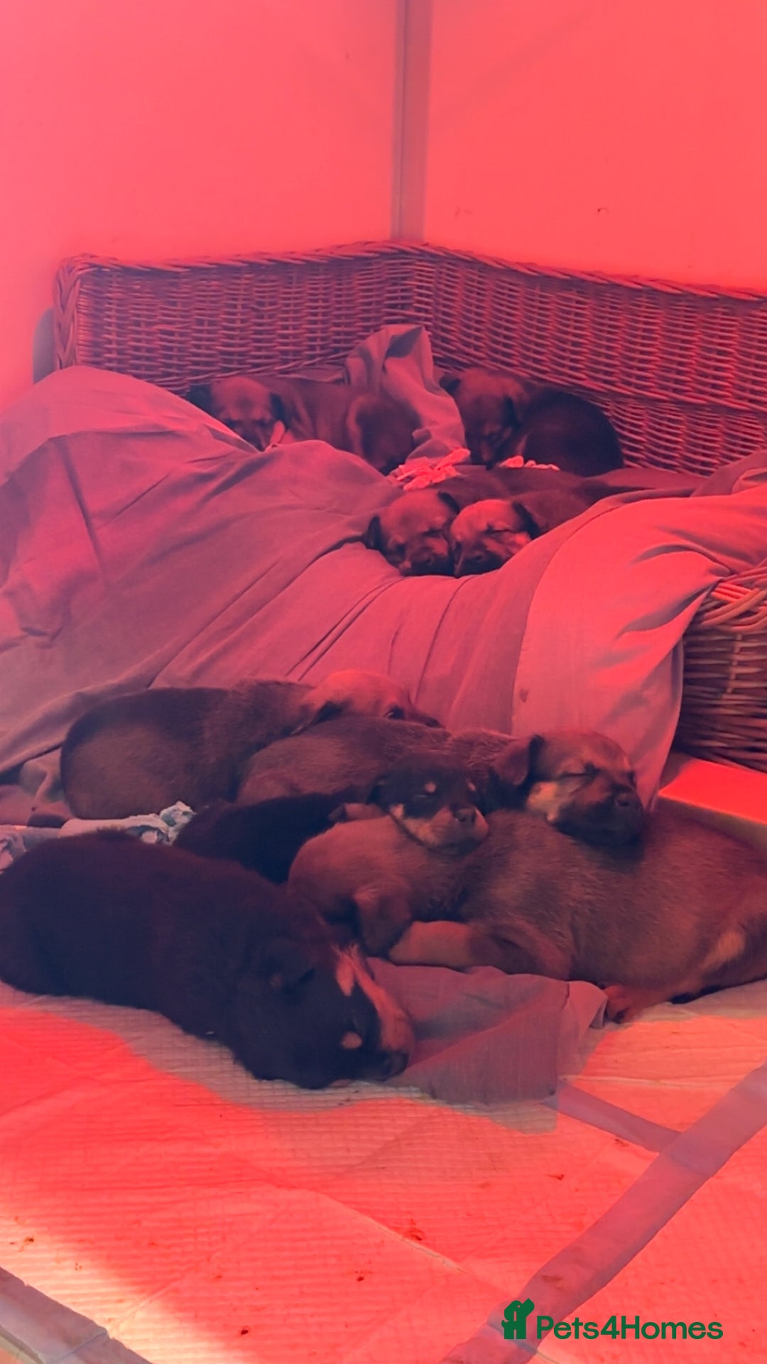 Mixed Breed dogs for sale: Stunning Rottweiler cross Belgian malinois  - Image 16