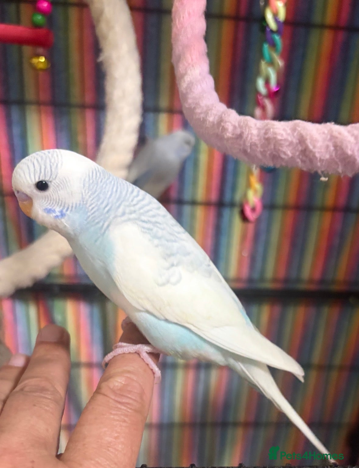 Budgerigars birds Baby Budgies’s for sale  - Advert 1