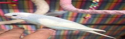 Budgerigars birds for sale: Baby Budgies’s for sale  - Advert 1