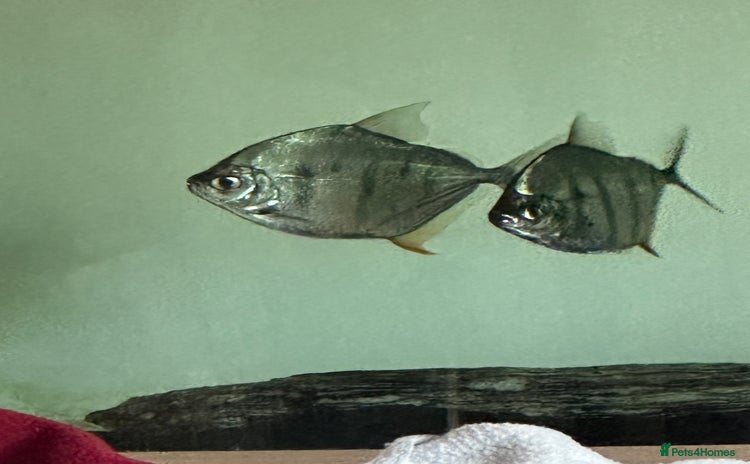 Piranhas fish - Advert 1