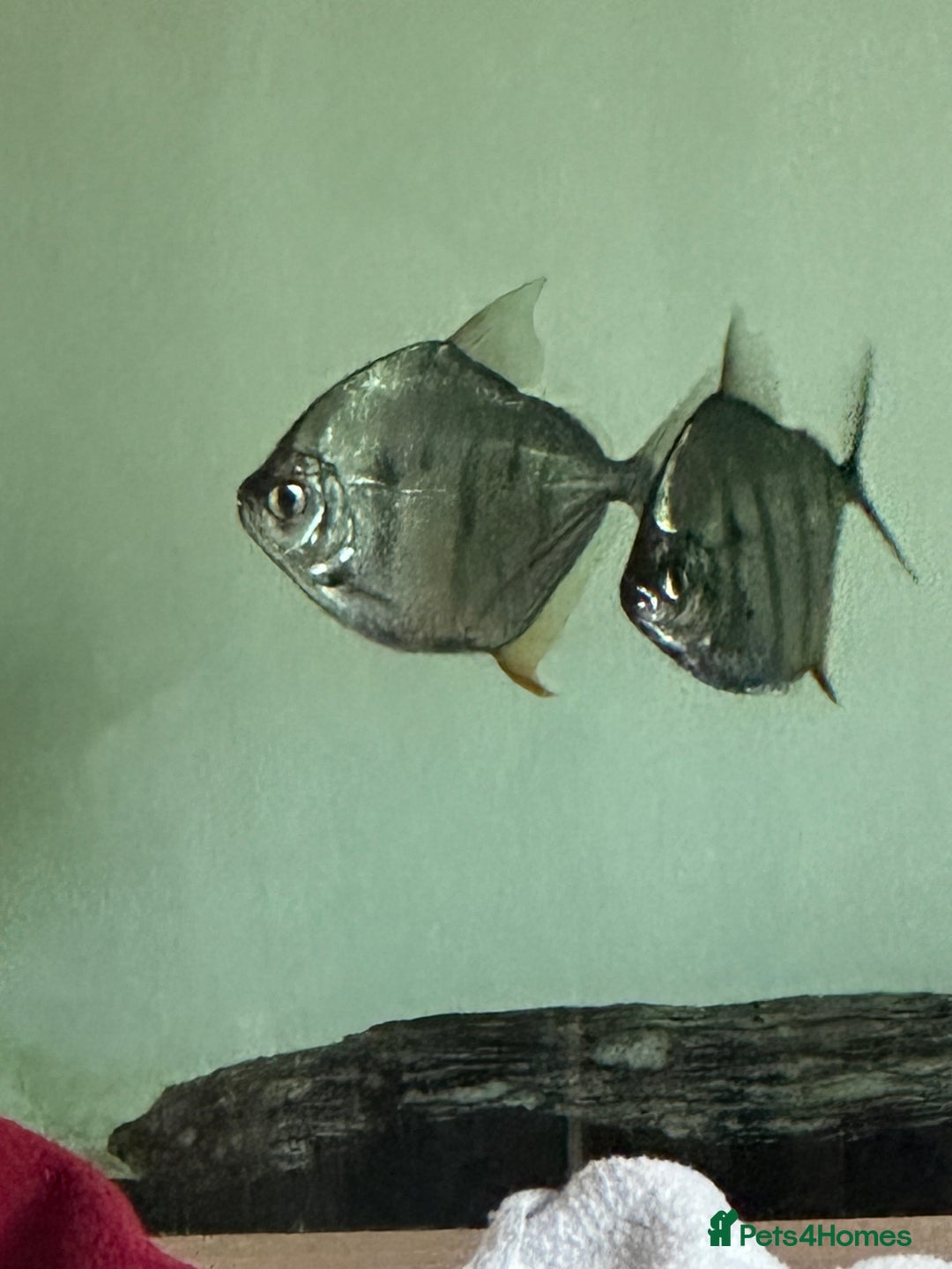 Piranhas fish for sale: Silver Dollar Monos  - Image 1
