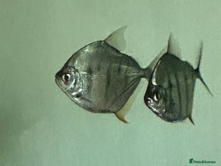 Piranhas fish - Advert 3