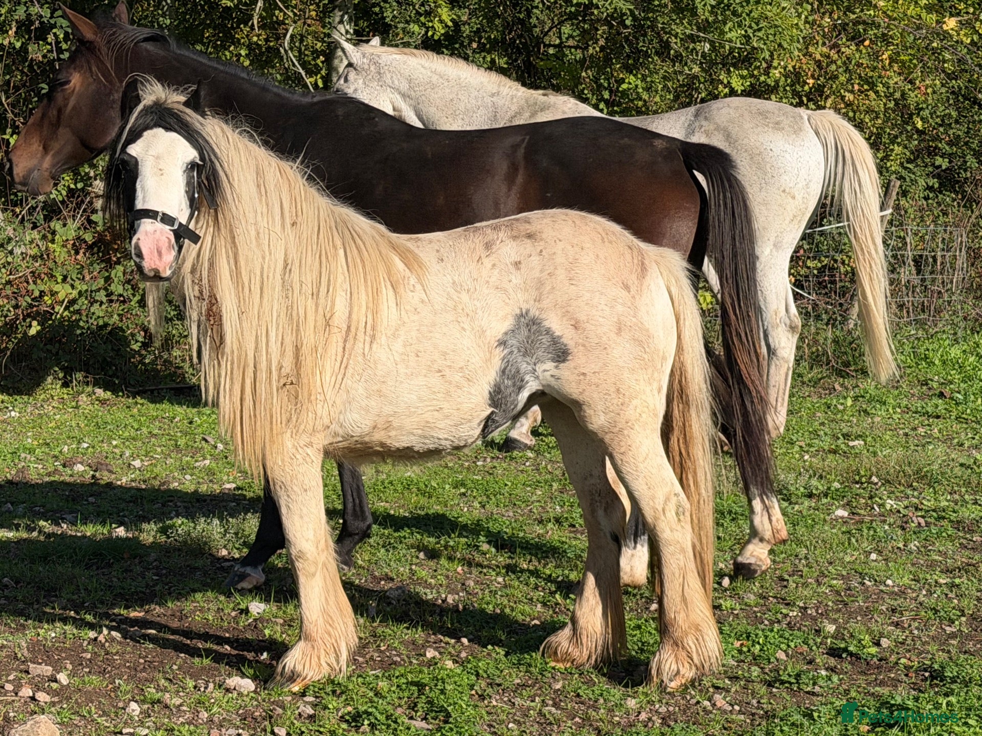 Irish Cob horses Anyone for a picturesque Project  - Advert 2