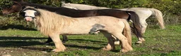 Irish Cob horses for sale: Anyone for a picturesque Project  - Advert 4