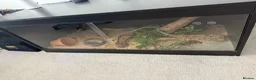 Python Snake reptiles for sale: Royal pythong banana  in Crewe - Advert 2