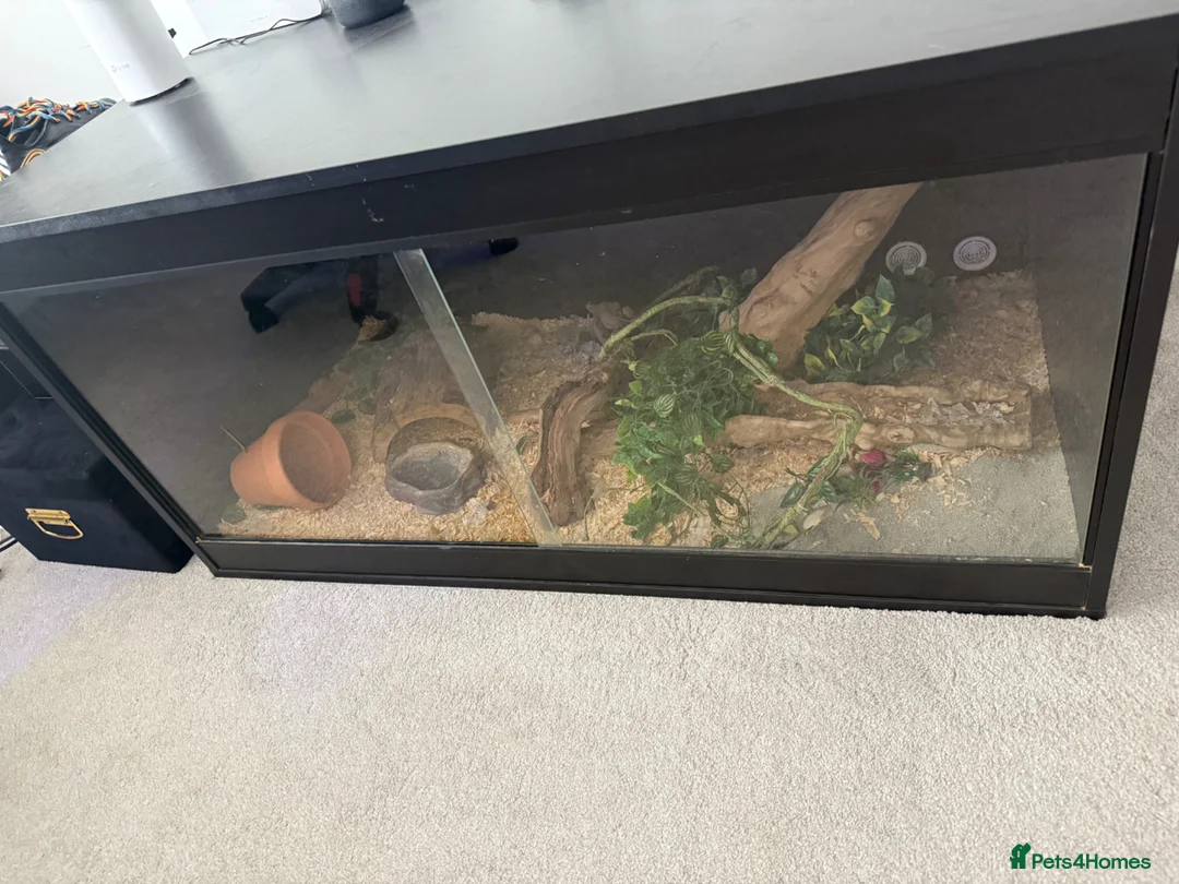 Python Snake reptiles for sale: Royal pythong banana  in Crewe - Advert 2