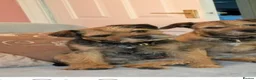 Border Terrier dogs for sale: 2 Border Terrier dogs available  in Yeovil - Advert 3