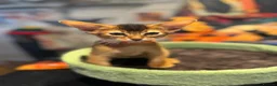 Abyssinian cats for sale: Five Abyssinian kittens with lots of love to give - Advert 23