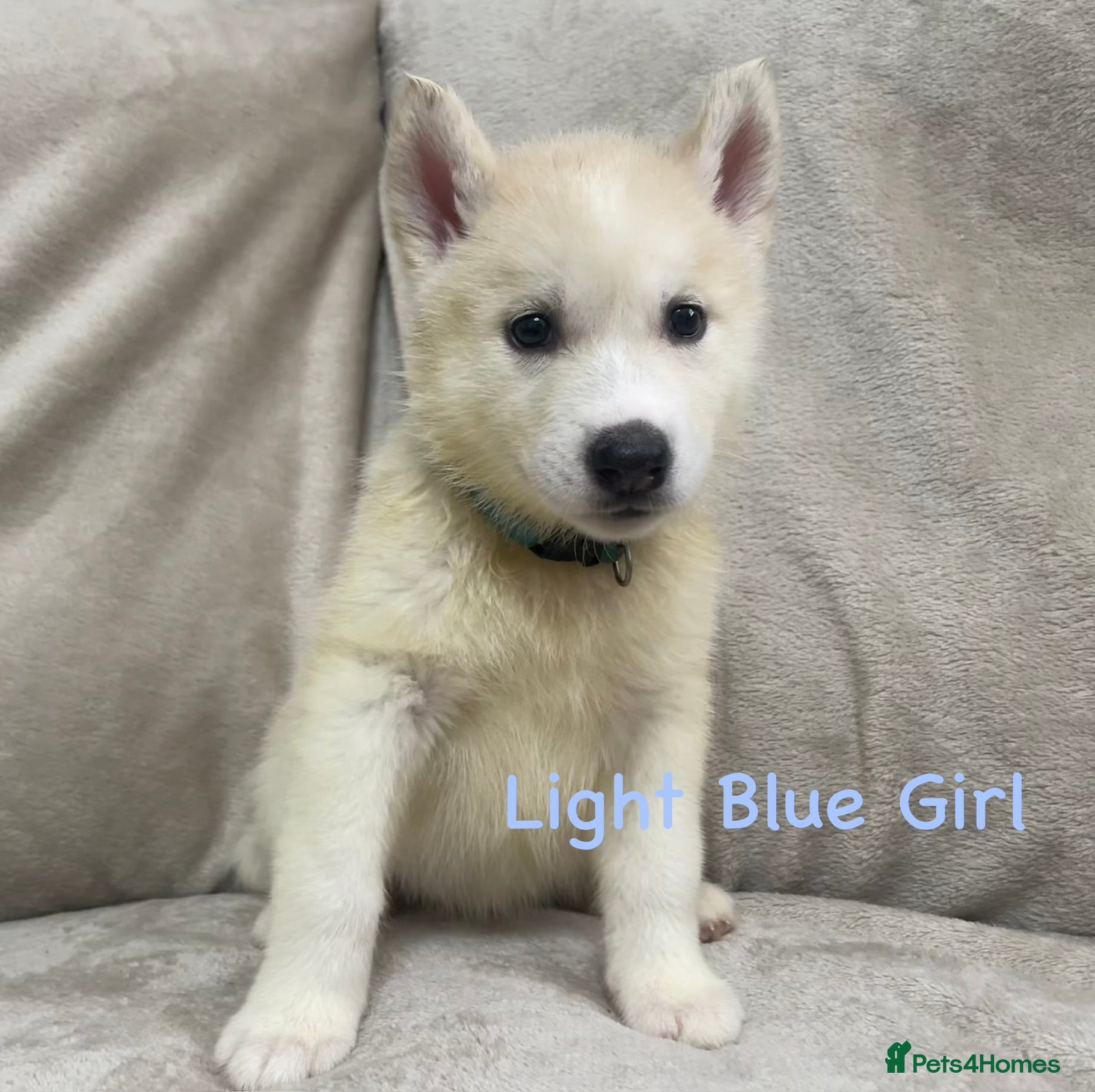 Siberian Husky dogs Stunning husky puppies - RARE white/cream  - Advert 2