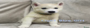 Siberian Husky Puppy Light blue