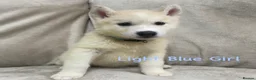 Siberian Husky dogs for sale: Stunning husky puppies - RARE white/cream  - Advert 2