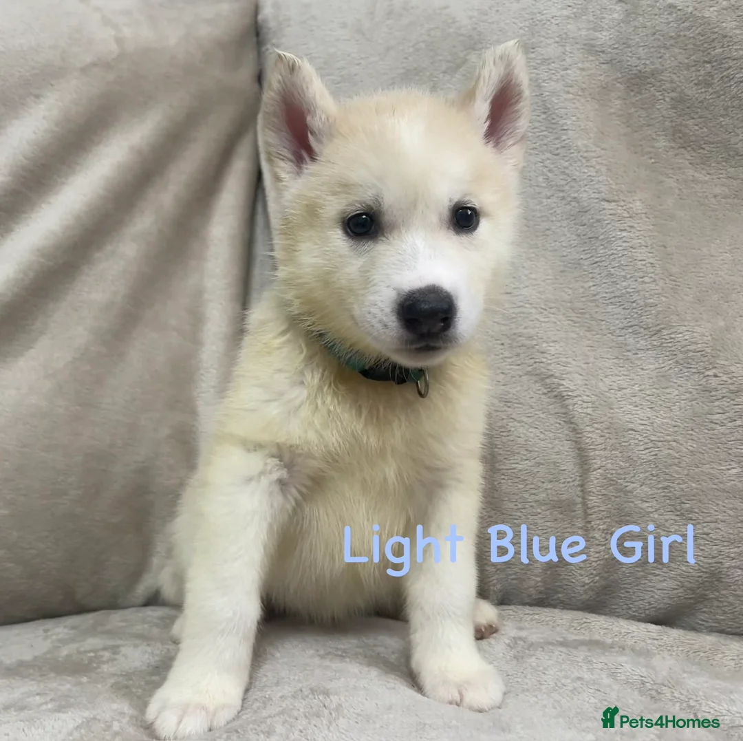 Siberian Husky dogs for sale: Stunning husky puppies - RARE white/cream  - Advert 2