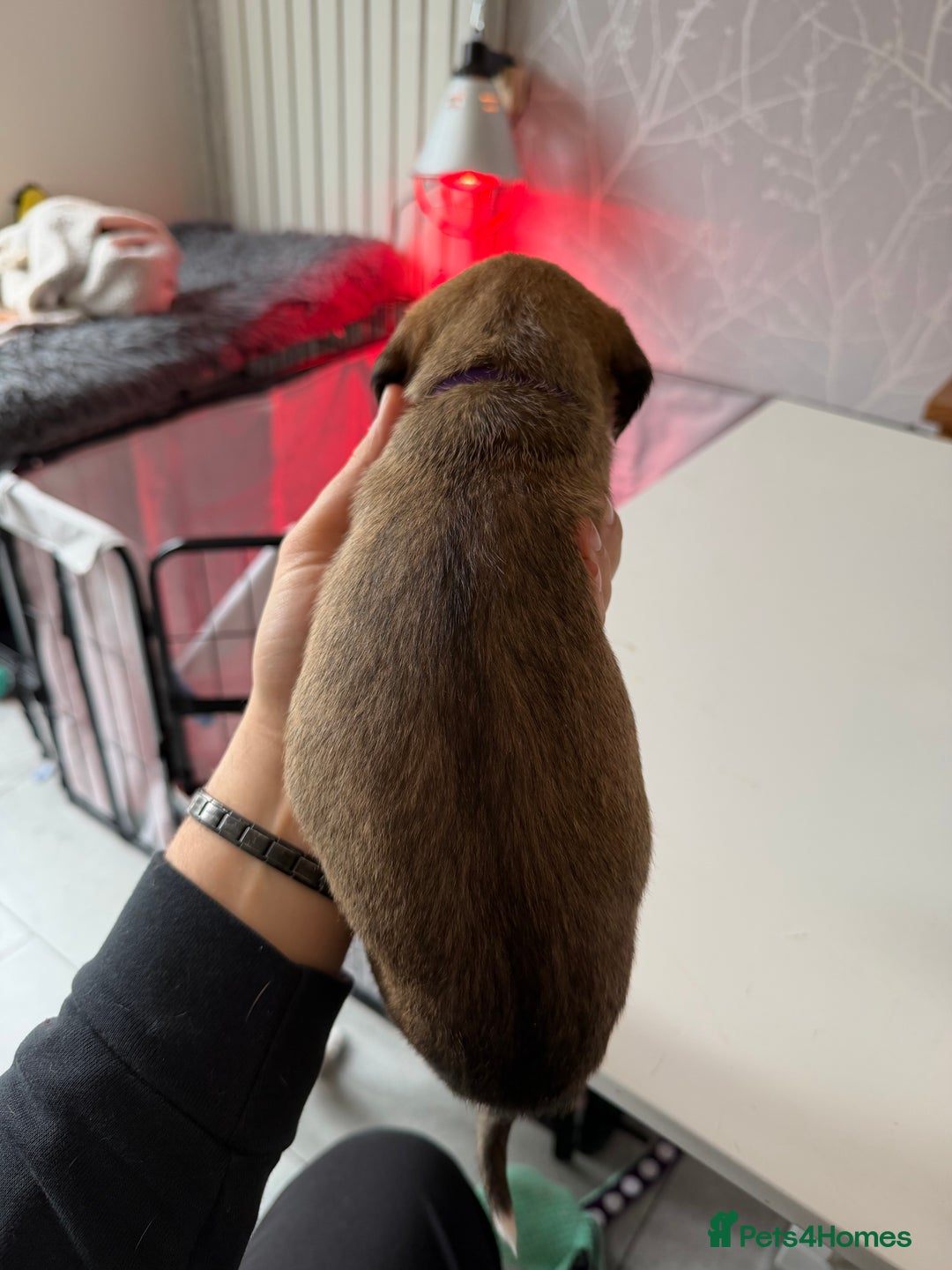 Mixed Breed dogs for sale: Bedlington x Whippet - Advert 30