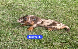 Dachshund dogs for sale: Dachshund Puppies  - Image 2