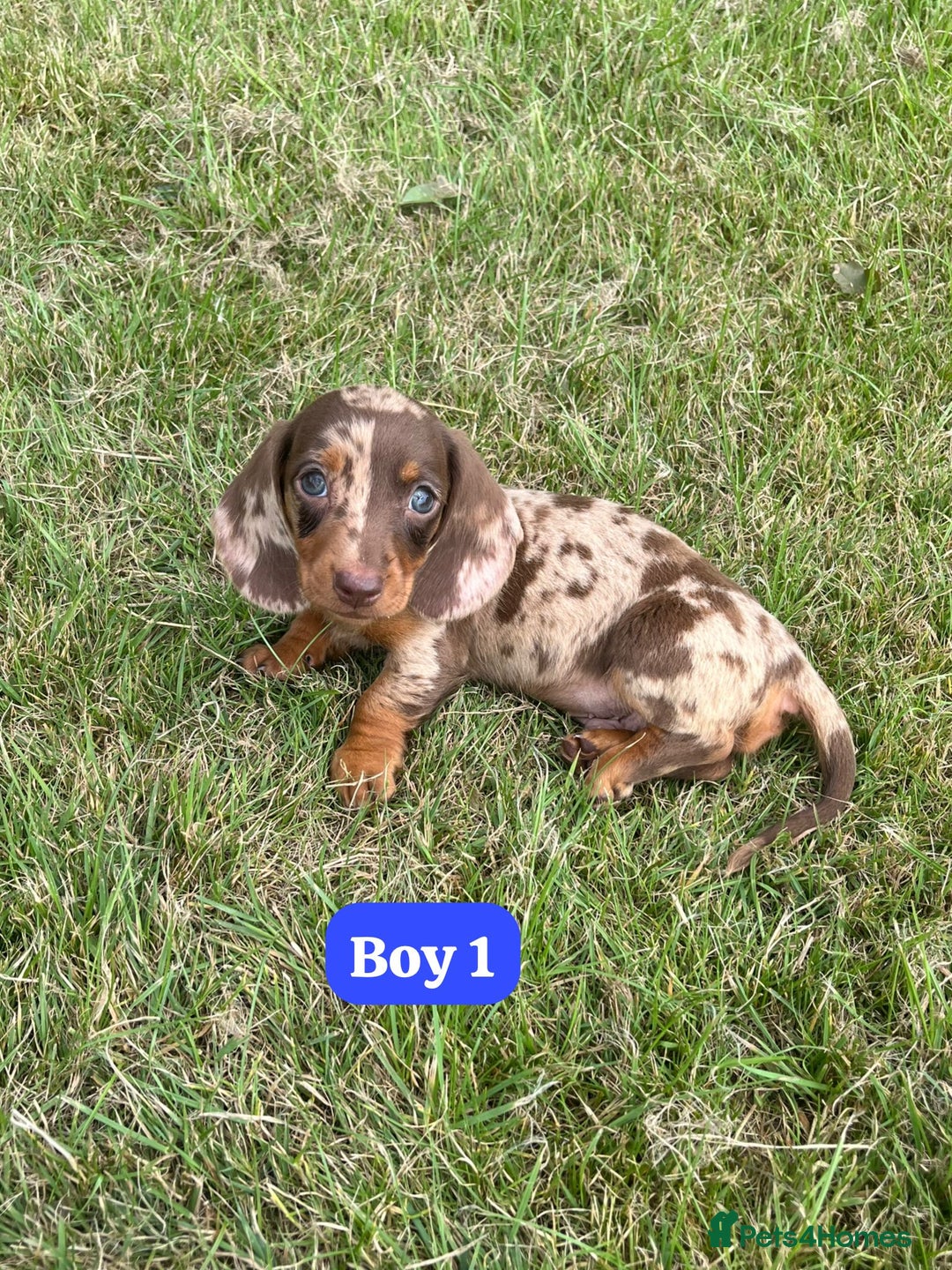 Dachshund dogs for sale: Dachshund Puppies  - Image 2
