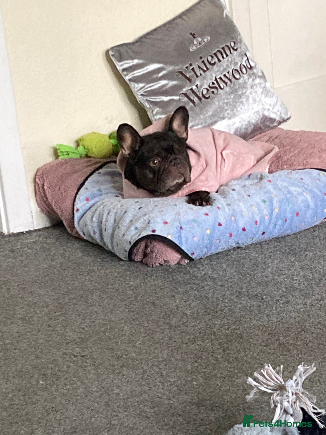 French Bulldog dogs for sale: 5 year old French bulldog - Advert 7