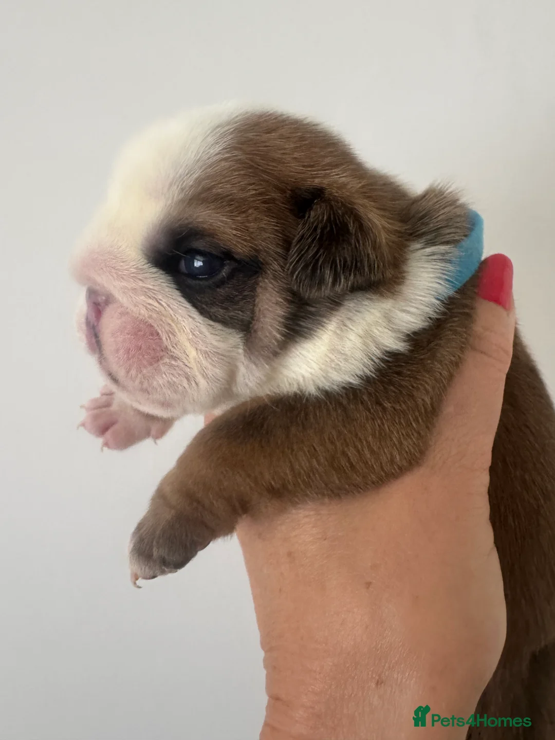 English Bulldog dogs for sale: KC REGISTERED Red/White English Bulldog Puppies  - Advert 19