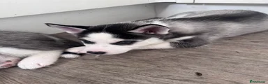 Siberian Husky 3 - Juna