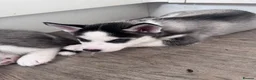 Siberian Husky dogs for sale: Puppies for sale - Advert 10