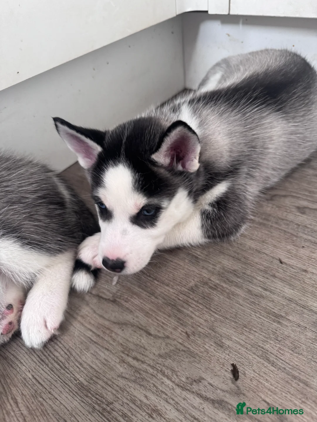 Siberian Husky dogs for sale: Puppies for sale - Advert 10