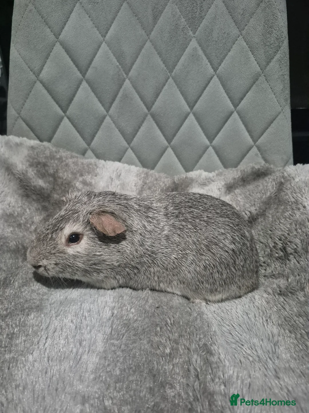 Guinea Pig rodents for sale: Baby Guinnea Pigs - Advert 4