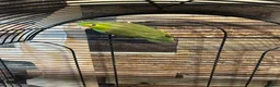 Parakeets birds for sale: Female parrolet  - Advert 5