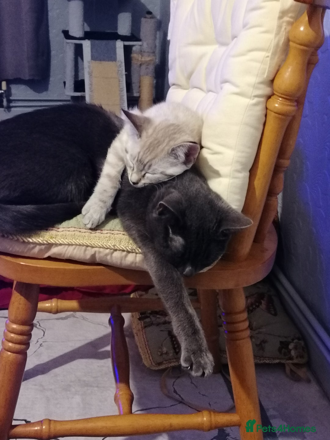 Australian Mist cats for sale: Abri  - Advert 2