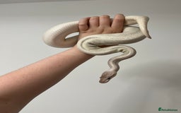 Mixed Breed reptiles for sale: 1 corn snake and 3 royals for rehome  - Image 3
