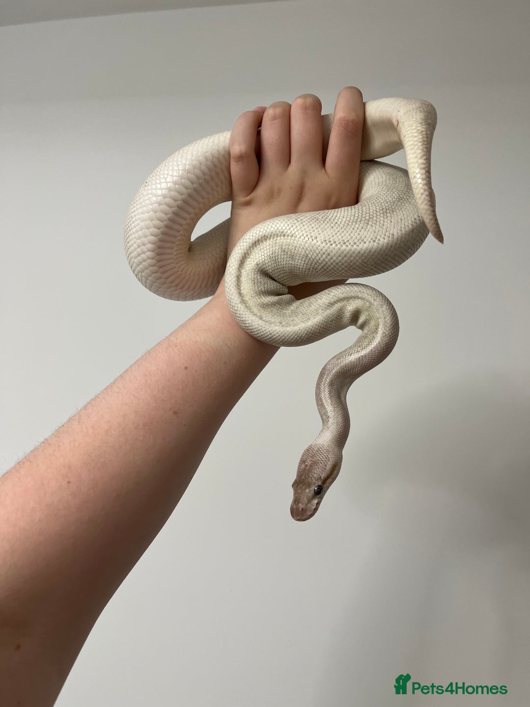 Mixed Breed reptiles for sale: 1 corn snake and 3 royals for rehome  - Image 3