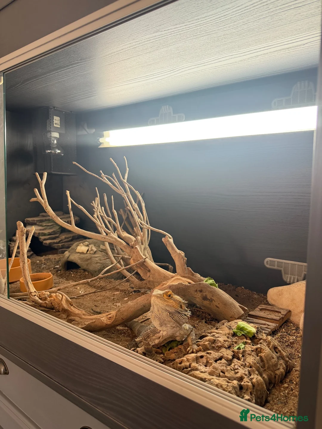 Bearded Dragon reptiles for sale: 3 year old male bearded dragon and set up  - Advert 5