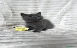 British Shorthair cats for sale: OUTSTANDING GCCF + HEALTH TESTED BSH + BLH KITTENS - Image 4