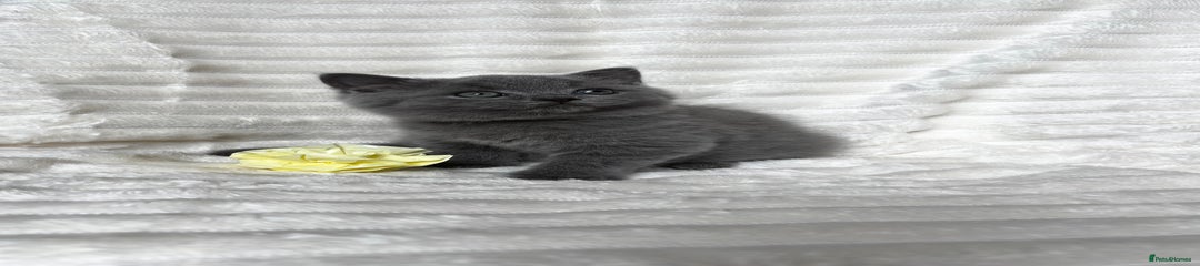British Shorthair Kitten 1